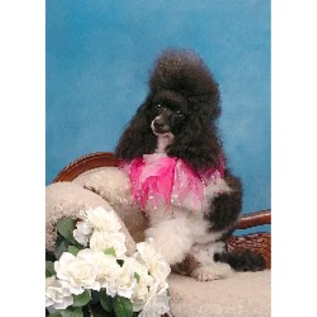 Poodle Miniature Breeder in Oshawa, Ontario