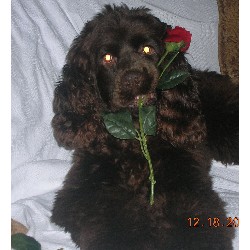 American Cocker Spaniel Stud in Connecticut
