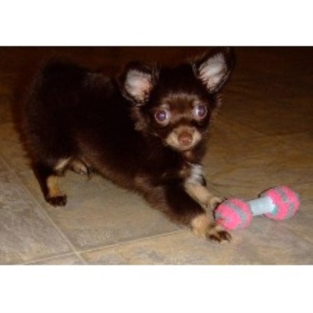 free teacup chihuahua puppies in nc chihuahua breeders sale carolina 2015 personal free teacup chihuahua puppies in nc chihuahua breeders sale carolina 2015 personal