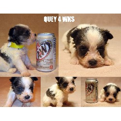 Miniature Schnauzer Breeder in Texas