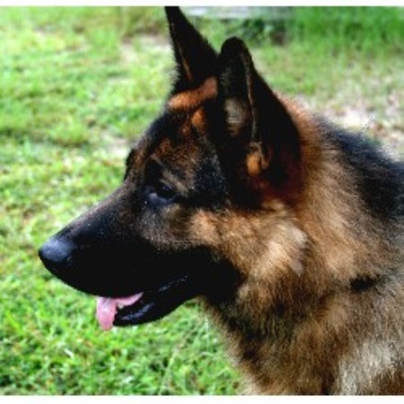 German Shepherd Dog Breeder in Foxworth, Mississippi