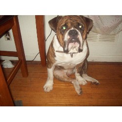 English Bulldog Stud in Vinton, Virginia