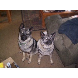 Norwegian Elkhound Stud in Ohio