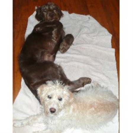 Labradoodle Breeder in Snow Camp , North Carolina