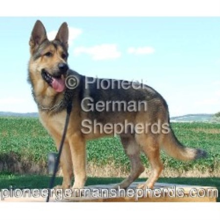 German Shepherd Dog Breeder 15100