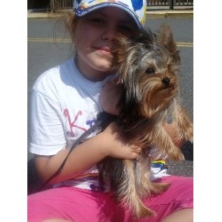 Yorkshire Terrier Breeder in Ozone Park, New York