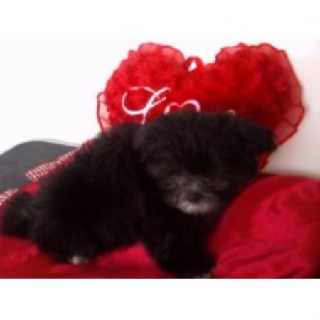 Mi Ki Breeder in South Bend, Indiana