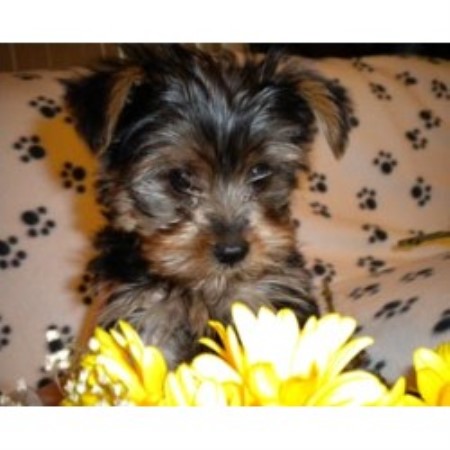 yorkie puppies central illinois shellys yorkie central terrier breeder in atwater california yorkie puppies central illinois shellys yorkie central terrier breeder in atwater california