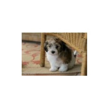 Havanese Breeder in Vero Beach, Florida