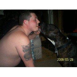American Staffordshire Terrier Stud in Michigan