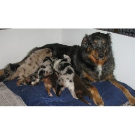 Australian Shepherd Dog Breeder in Stephens City, Virginia