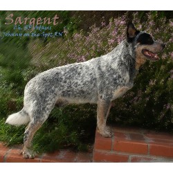 Australian Cattle Dog Stud in California