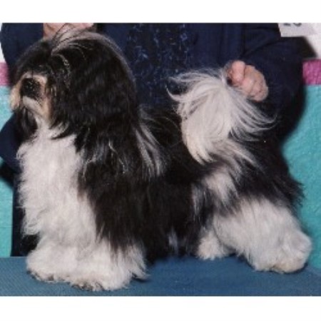 havanese rescue colorado wow havanese havanese breeder in westcliffe colorado havanese rescue colorado wow havanese havanese breeder in westcliffe colorado