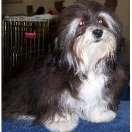 havanese rescue colorado wow havanese havanese breeder in westcliffe colorado listing id 15157 havanese rescue colorado wow havanese havanese breeder in westcliffe colorado listing id 15157