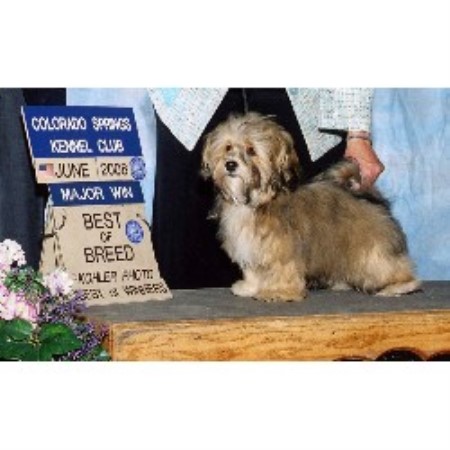 havanese colorado wow havanese havanese breeder in westcliffe colorado havanese colorado wow havanese havanese breeder in westcliffe colorado