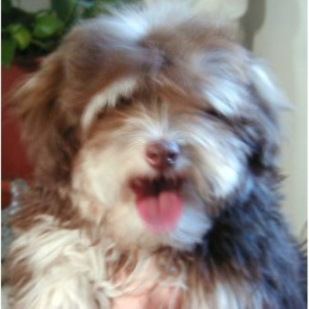 havanese rescue colorado wow havanese havanese breeder in westcliffe colorado listing id 15157 havanese rescue colorado wow havanese havanese breeder in westcliffe colorado listing id 15157