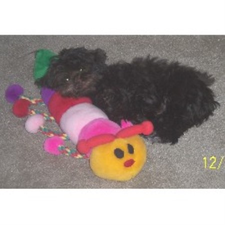 havanese colorado wow havanese havanese breeder in westcliffe colorado havanese colorado wow havanese havanese breeder in westcliffe colorado