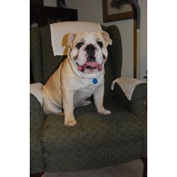 English Bulldog Stud in Ashland, Mississippi