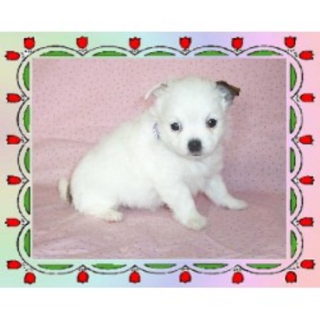 Chihuahua Breeder in Plantersville, Texas