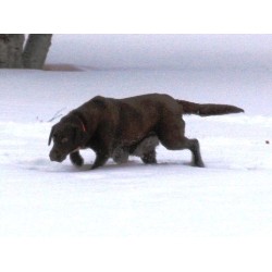 Labrador Retriever Breeder in Graysville, Manitoba