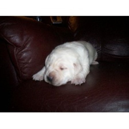 lab puppies nj crooked pine kennels labrador retriever breeder in new new jersey lab puppies nj crooked pine kennels labrador retriever breeder in new new jersey