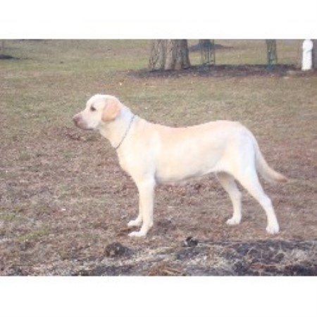 Dog Kennels For Sale In South Jersey Dog Kennels For Sale In South Jersey