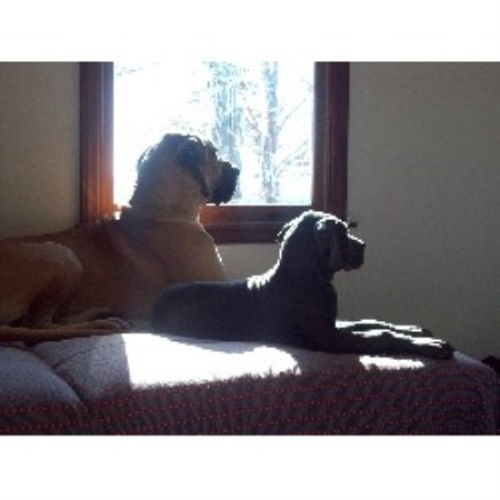 Great Dane Breeder in Grover, North Carolina