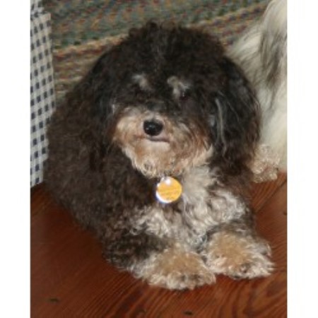 havanese rescue va avonlea havanese havanese breeder in landenberg pennsylvania listing id 15185 havanese rescue va avonlea havanese havanese breeder in landenberg pennsylvania listing id 15185