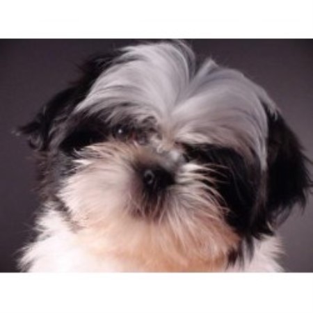 shih tzu rescue oklahoma shih tzu breeders in new hshire freedoglistings shih tzu rescue oklahoma shih tzu breeders in new hshire freedoglistings