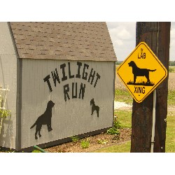 Labrador Retriever Breeder in Farmersville, Texas