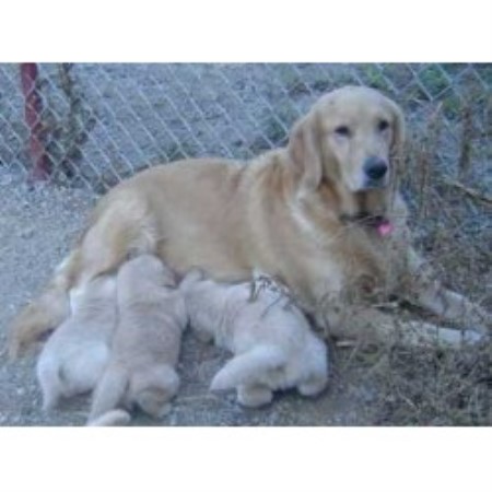 carolina golden retriever breeders golden retriever breeders in carolina freedoglistings carolina golden retriever breeders golden retriever breeders in carolina freedoglistings