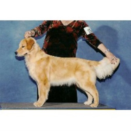 carolina golden retriever breeders seasons gold golden retriever breeder in harrisburg carolina carolina golden retriever breeders seasons gold golden retriever breeder in harrisburg carolina