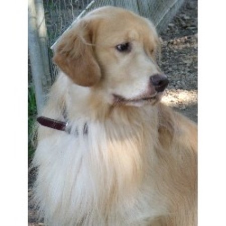 carolina golden retriever breeders seasons gold golden retriever breeder in harrisburg carolina carolina golden retriever breeders seasons gold golden retriever breeder in harrisburg carolina