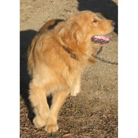 carolina golden retriever breeders seasons gold golden retriever breeder in harrisburg carolina listing id 15199 carolina golden retriever breeders seasons gold golden retriever breeder in harrisburg carolina listing id 15199
