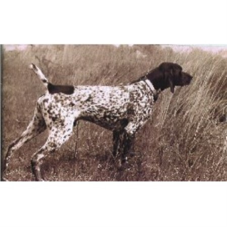 german shorthaired pointer puppies ohio bernard photo bernard breeders colorado bernard breeds picture german shorthaired pointer puppies ohio bernard photo bernard breeders colorado bernard breeds picture