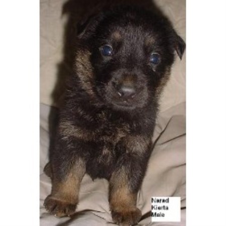 German Shepherd Dog Breeder in Wittmann, Arizona