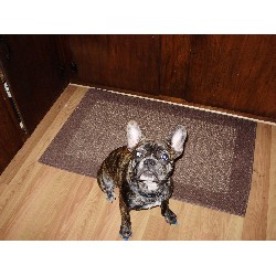 French Bulldog Stud in Texas