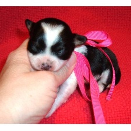 Chihuahua Breeder in Marietta, Georgia