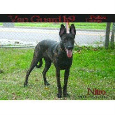 Malinois Breeder in Jacksonville, Florida