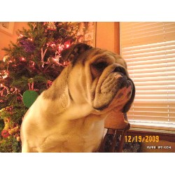 English Bulldog Stud in Cedar Rapids, Iowa