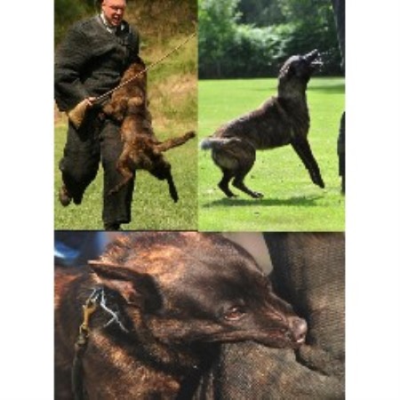 free puppies jacksonville fl vanguard k9 americas malinois stud in jacksonville florida free puppies jacksonville fl vanguard k9 americas malinois stud in jacksonville florida