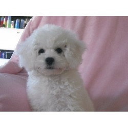 Bichon Frise Breeder in Langton, Ontario