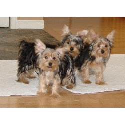 Yorkshire Terrier Breeder in Langton, Ontario