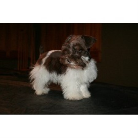 Parti Mini Schnauzer