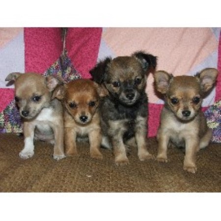 Chihuahua Breeder in Doyle, California