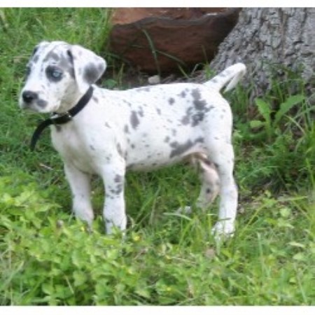 Great Dane Puppies For Sale In Texas Craigslist