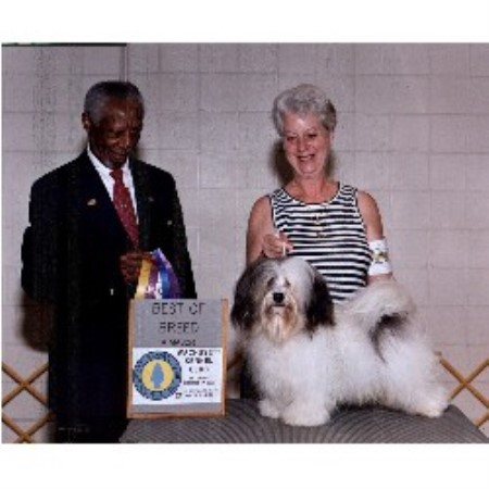 havanese puppies for sale in gilbert az havacasa havanese havanese breeder in gilbert arizona havanese puppies for sale in gilbert az havacasa havanese havanese breeder in gilbert arizona