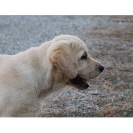 Labrador Retriever Breeder in Amenia, New York