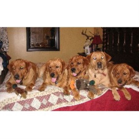 free puppies akron ohio highland labradors labrador retriever breeder in akron ohio free puppies akron ohio highland labradors labrador retriever breeder in akron ohio