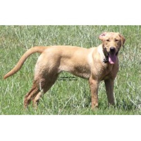 Labrador Retriever Breeder in Sunnyvale, California